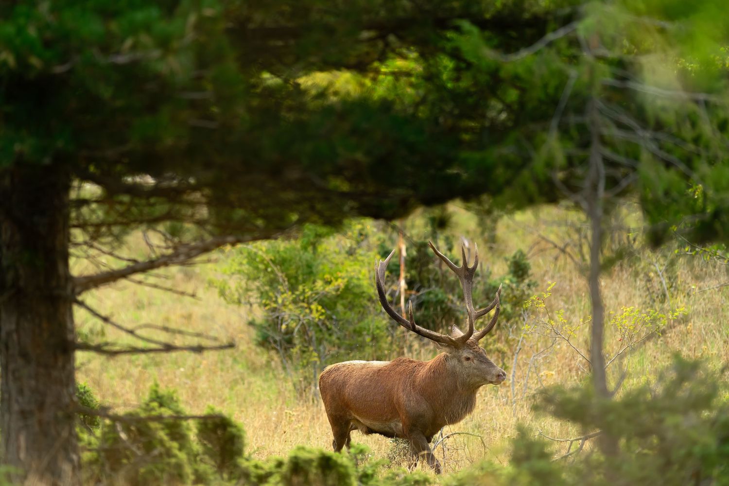 A majestic bull elk stands in a sunlit forest clearing during mating season with its impressive antlers on display.