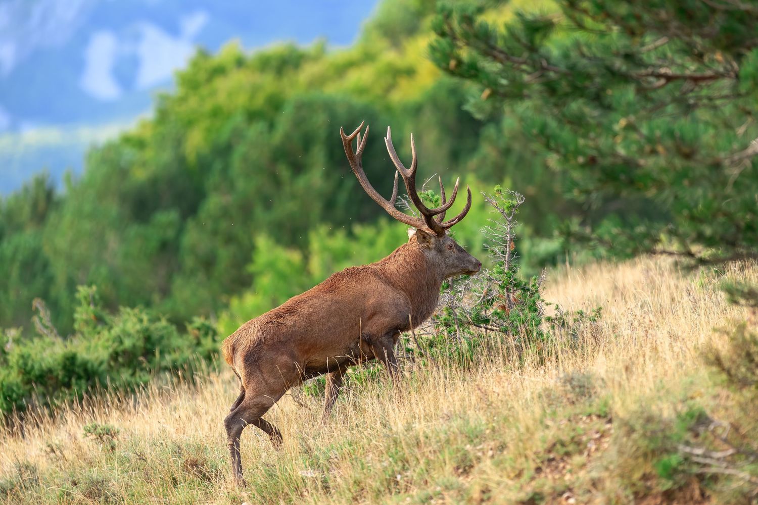 A majestic red deer stag with antlers runs up a grassy hillside against a backdrop of green forest and blue sky.