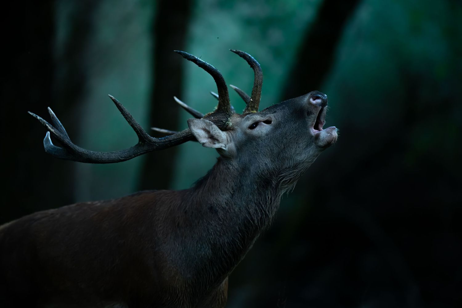 A majestic whitetail buck with large antlers stands alert in a dark forest setting during twilight hours.