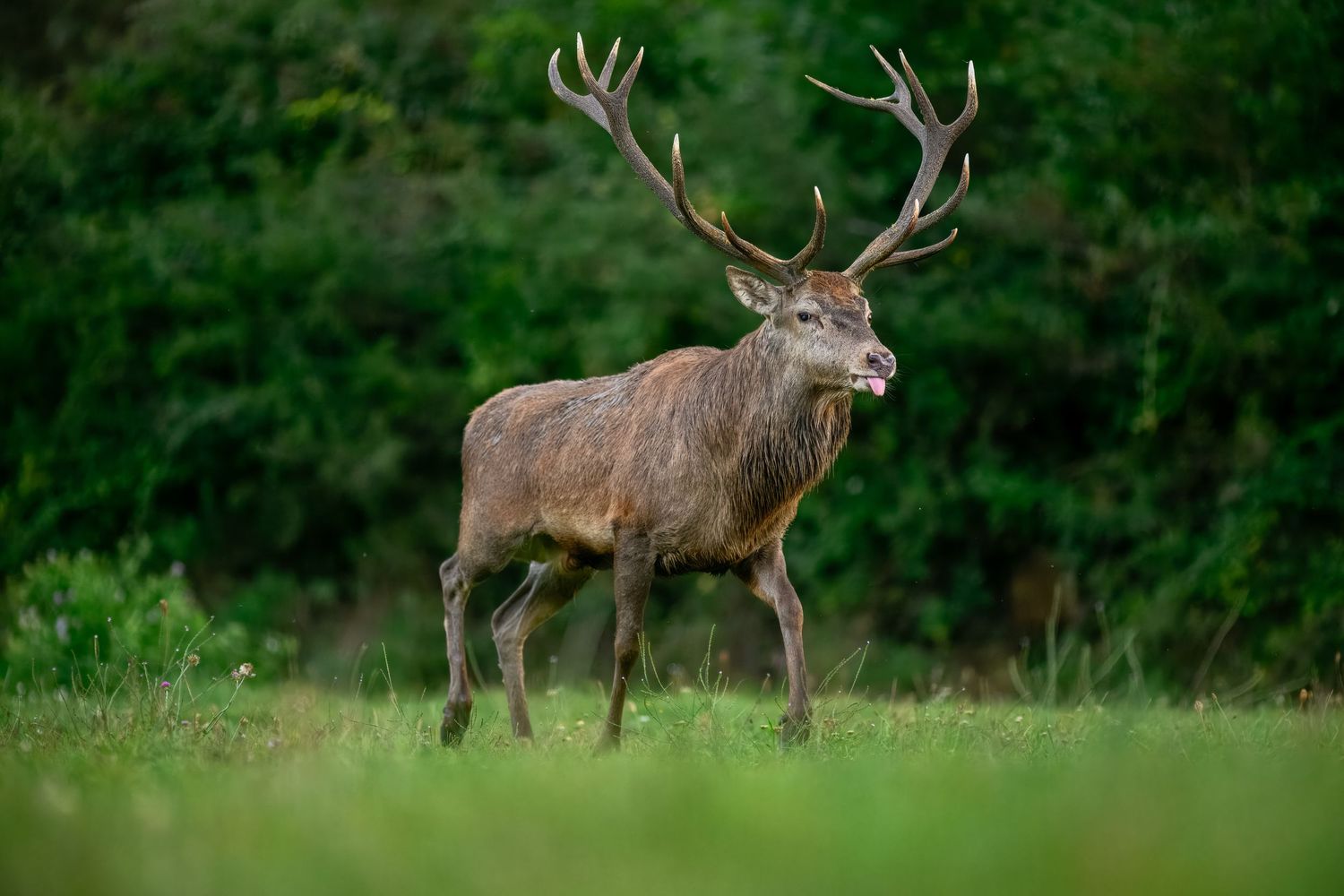 A sequence of photos showing a majestic bull elk walking through a lush green forest setting during summer.