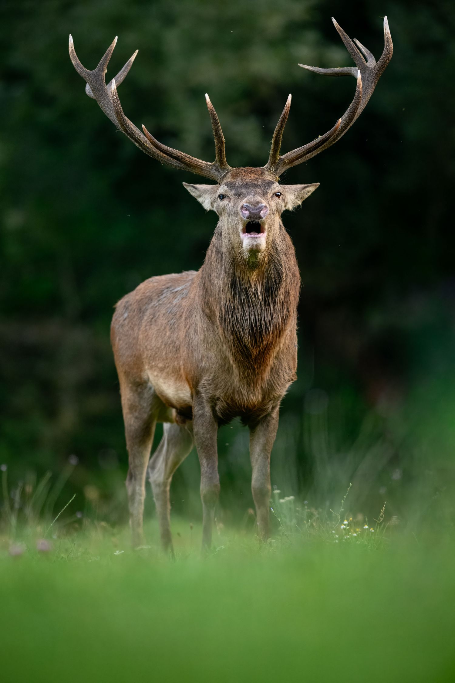A majestic red deer stag with large antlers stands alert in a green meadow during golden hour.