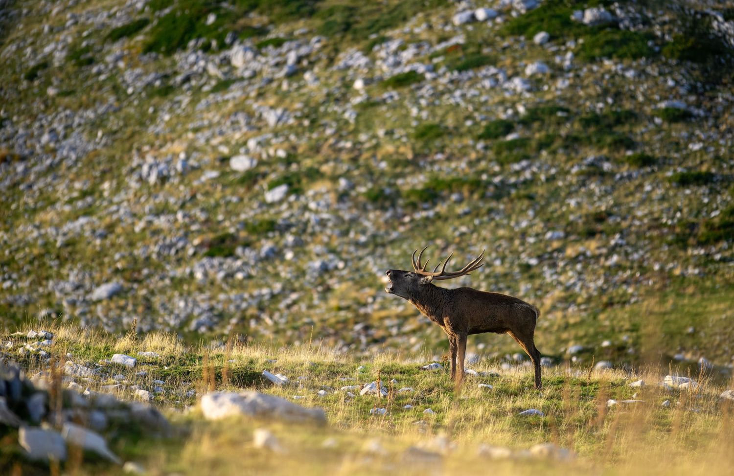 A mountain goat stands on a rocky alpine slope with scattered vegetation in the rugged mountain terrain.