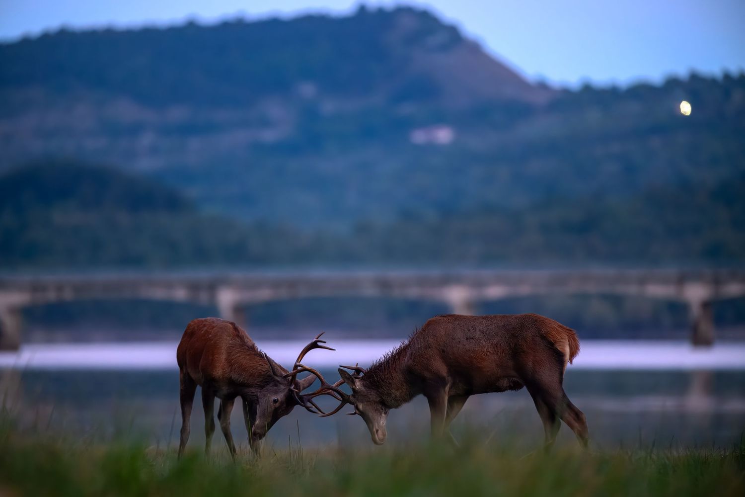A group of elk graze peacefully in a scenic mountain landscape during dusk hours.