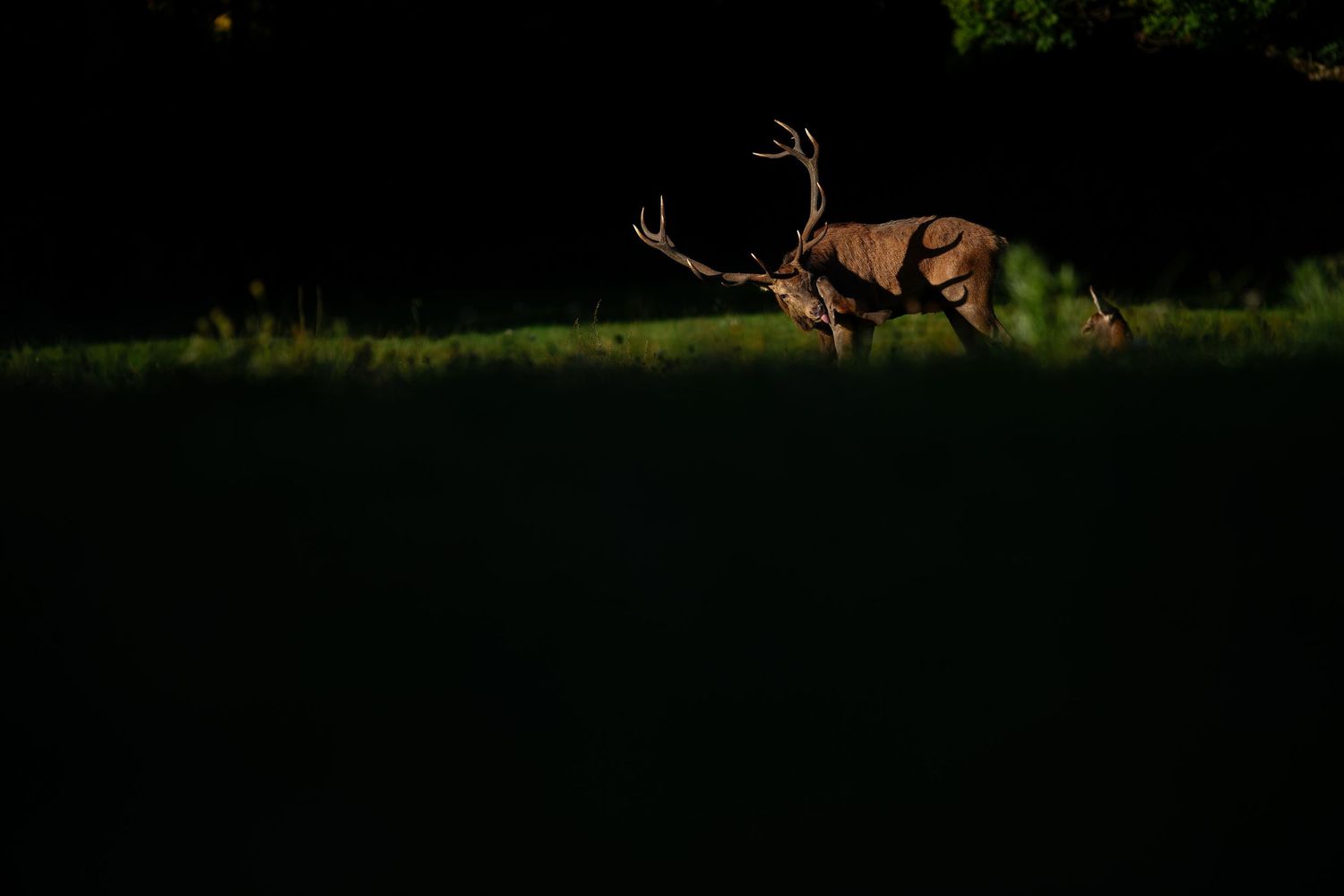 A dark silhouette of a deer with antlers stands against a blurred green forest background at dusk.