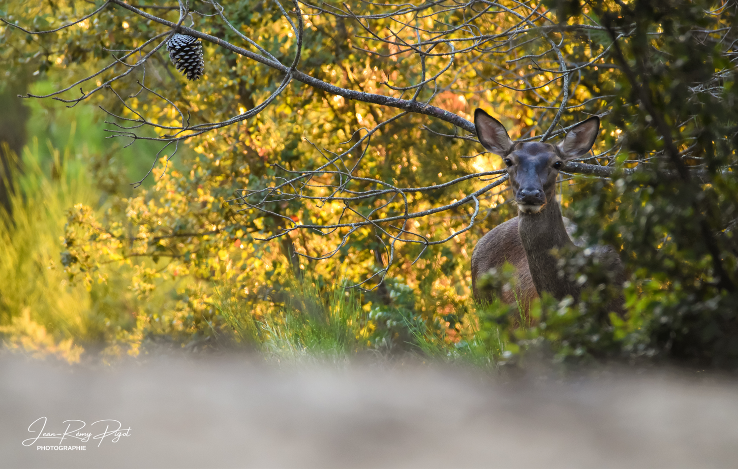 Bull moose grazes among yellow autumn foliage in a sunlit forest clearing.
