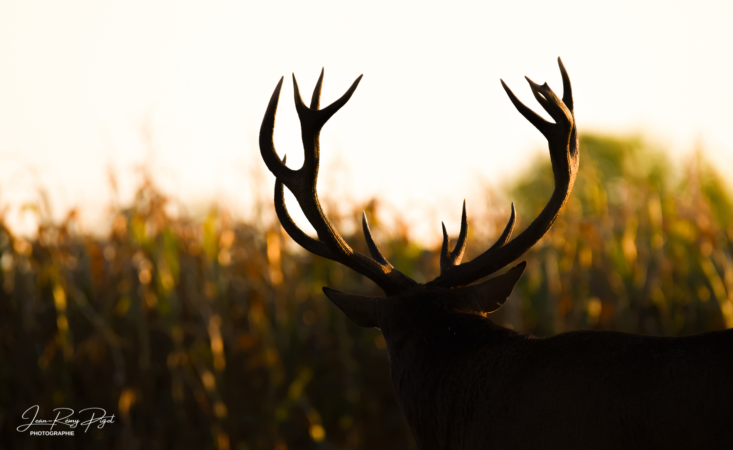 Silhouette of deer antlers against a golden sunset sky with tall grass in the background.