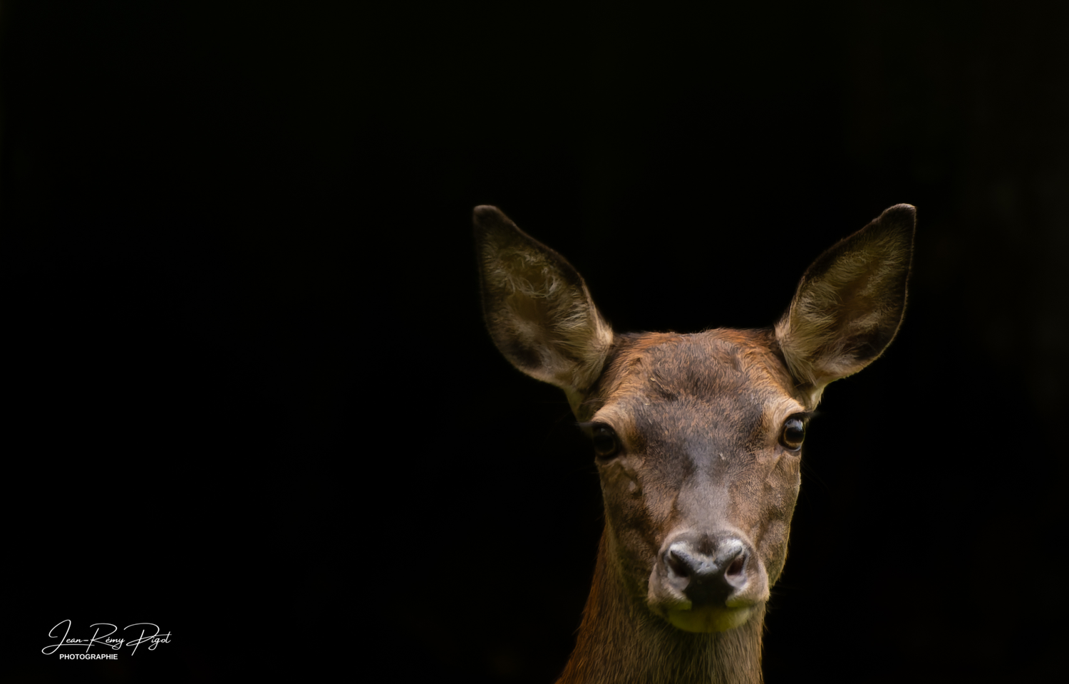 A close-up portrait of a deer with large ears against a black background shows intricate details of its facial features.