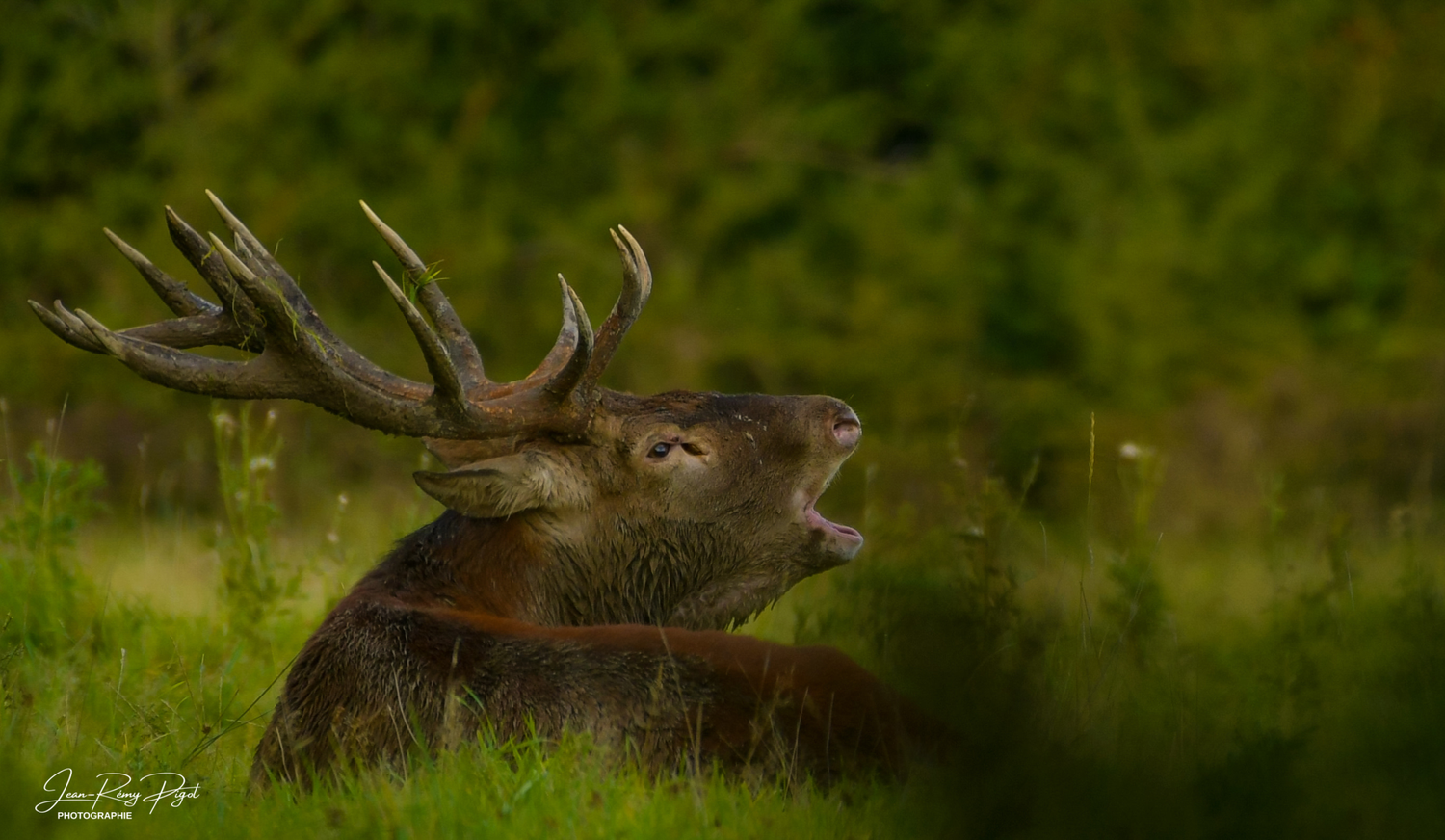 A majestic red deer stag with large antlers stands alert in a lush green forest setting.
