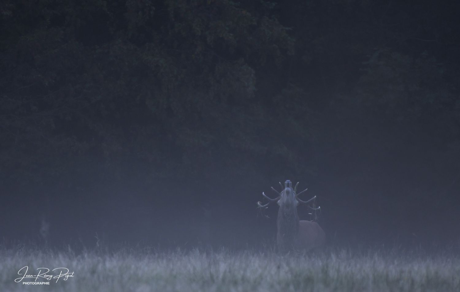 Misty dark landscape at twilight with silhouetted grass and trees against a moody evening sky.