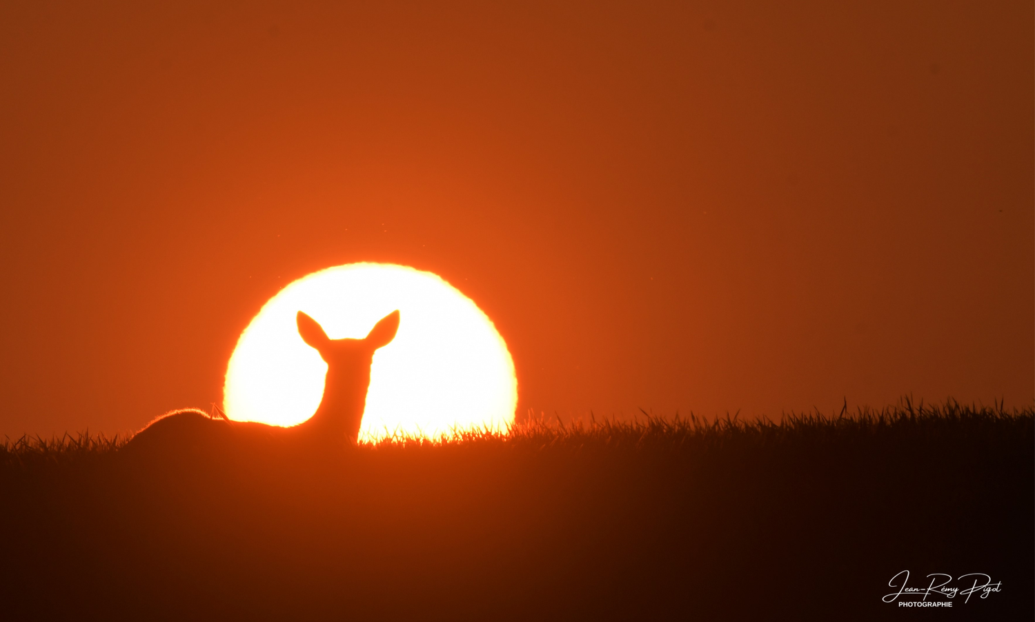 Dramatic orange sun setting behind dark silhouetted trees on the horizon creating a vibrant dusk sky.