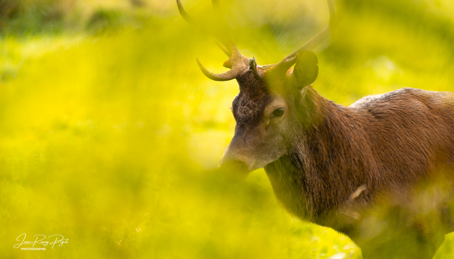 Red deer stag with impressive antlers stands alert in bright yellow-green sunlit meadow.