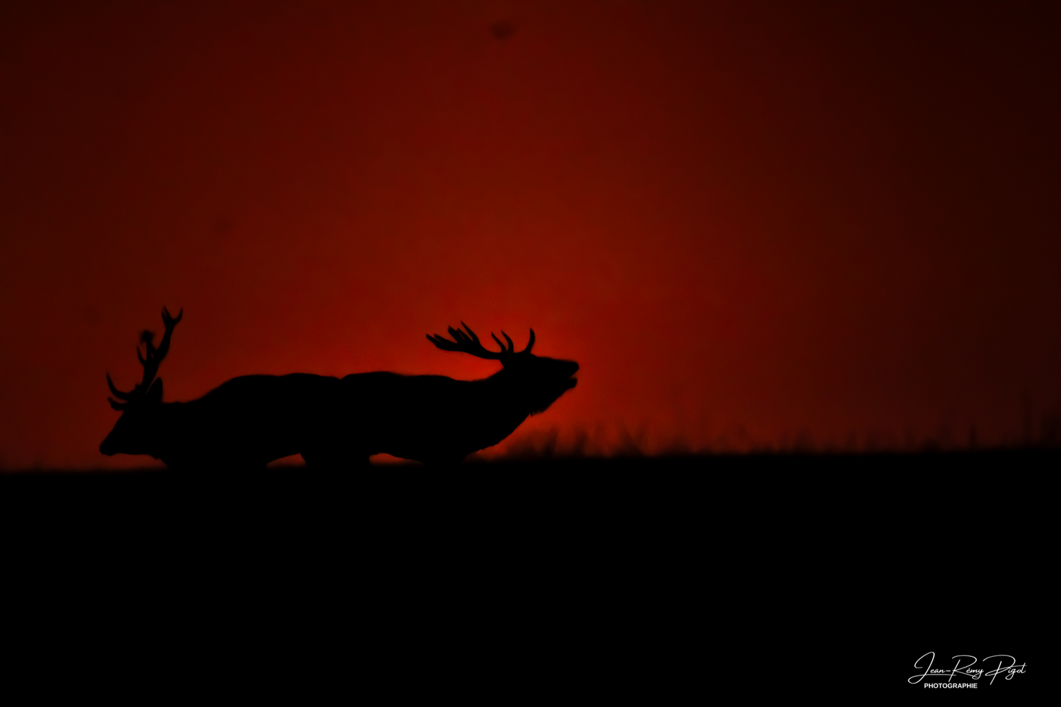Silhouette of deer against dramatic red sunset sky creating a striking wildlife scene.