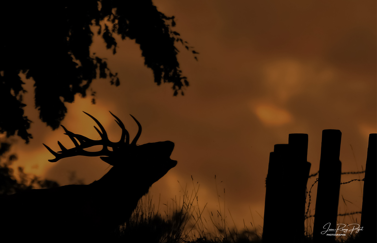Silhouettes of deer heads and antlers against a dramatic orange sunset sky create a striking wildlife scene.