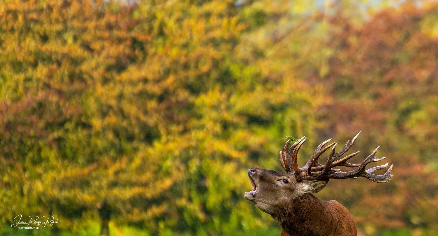Majestic bull elk standing in autumn meadow with golden foliage in the background.