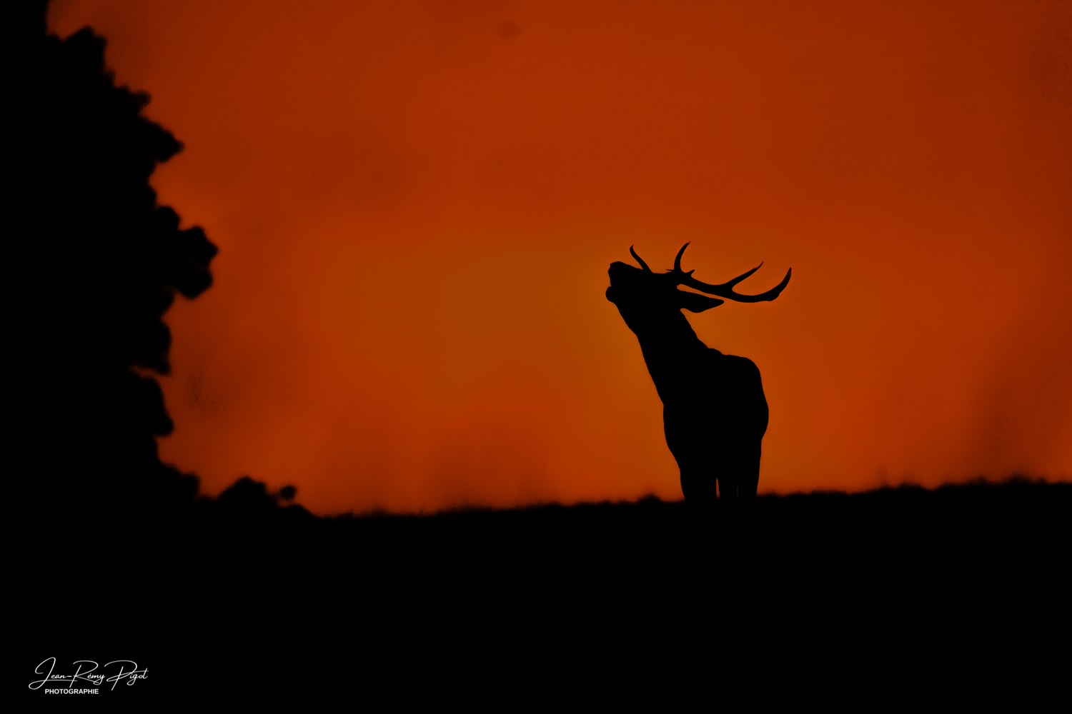 A majestic elk silhouette stands against a vibrant orange sunset sky, creating a dramatic wilderness scene.