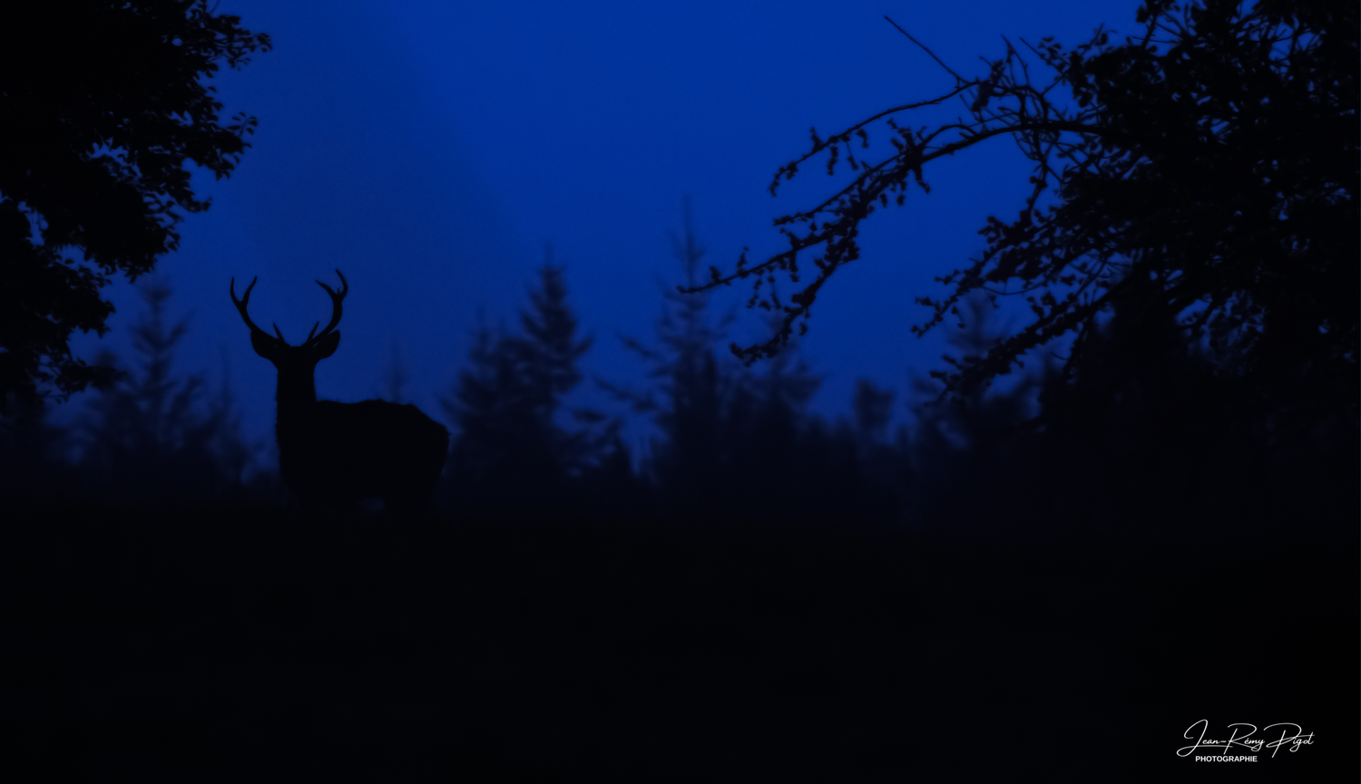 A dark silhouette of trees against a night sky with a crescent moon peeking through the branches.