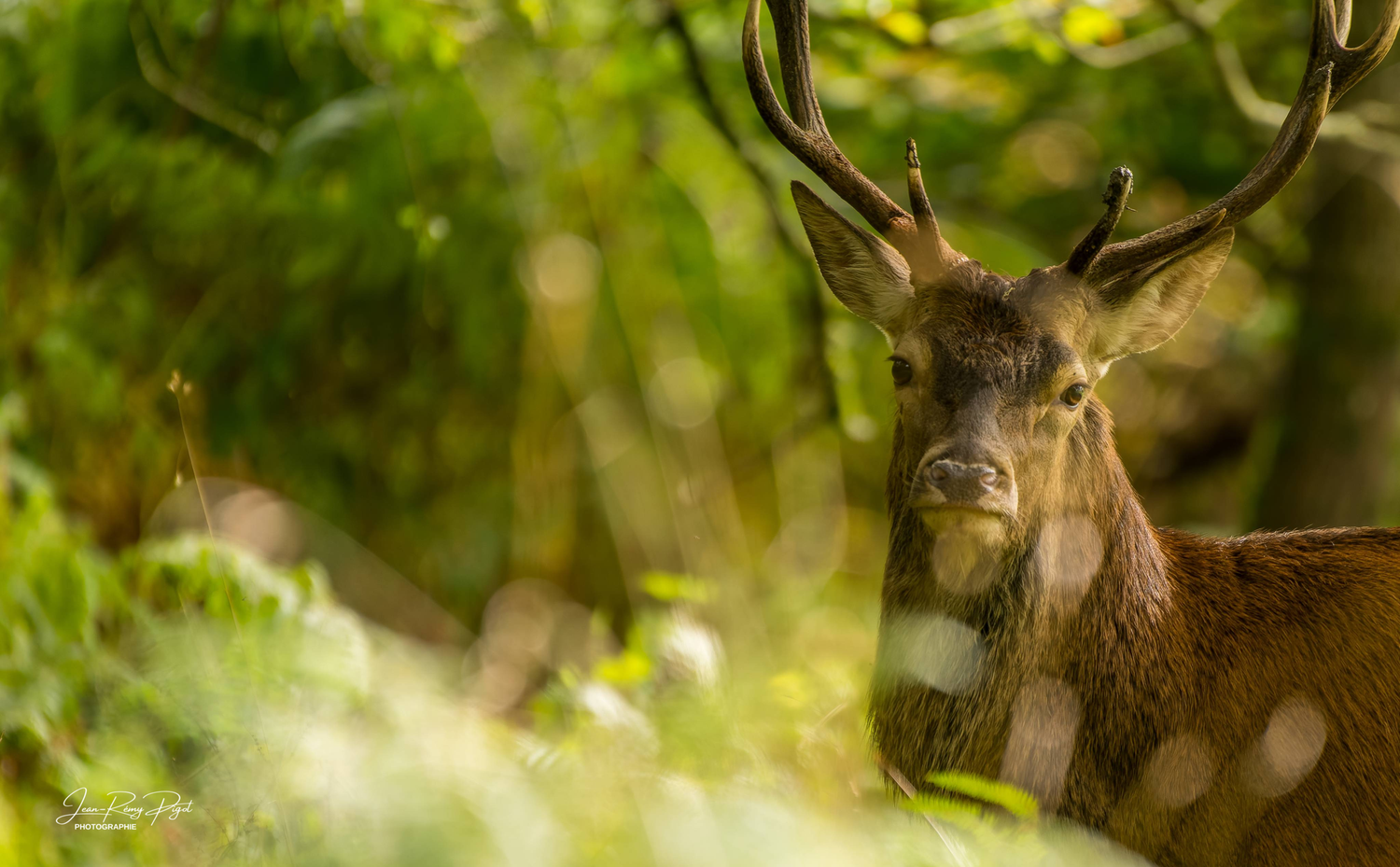 A majestic red deer stag with antlers rests in dappled sunlight among green foliage.