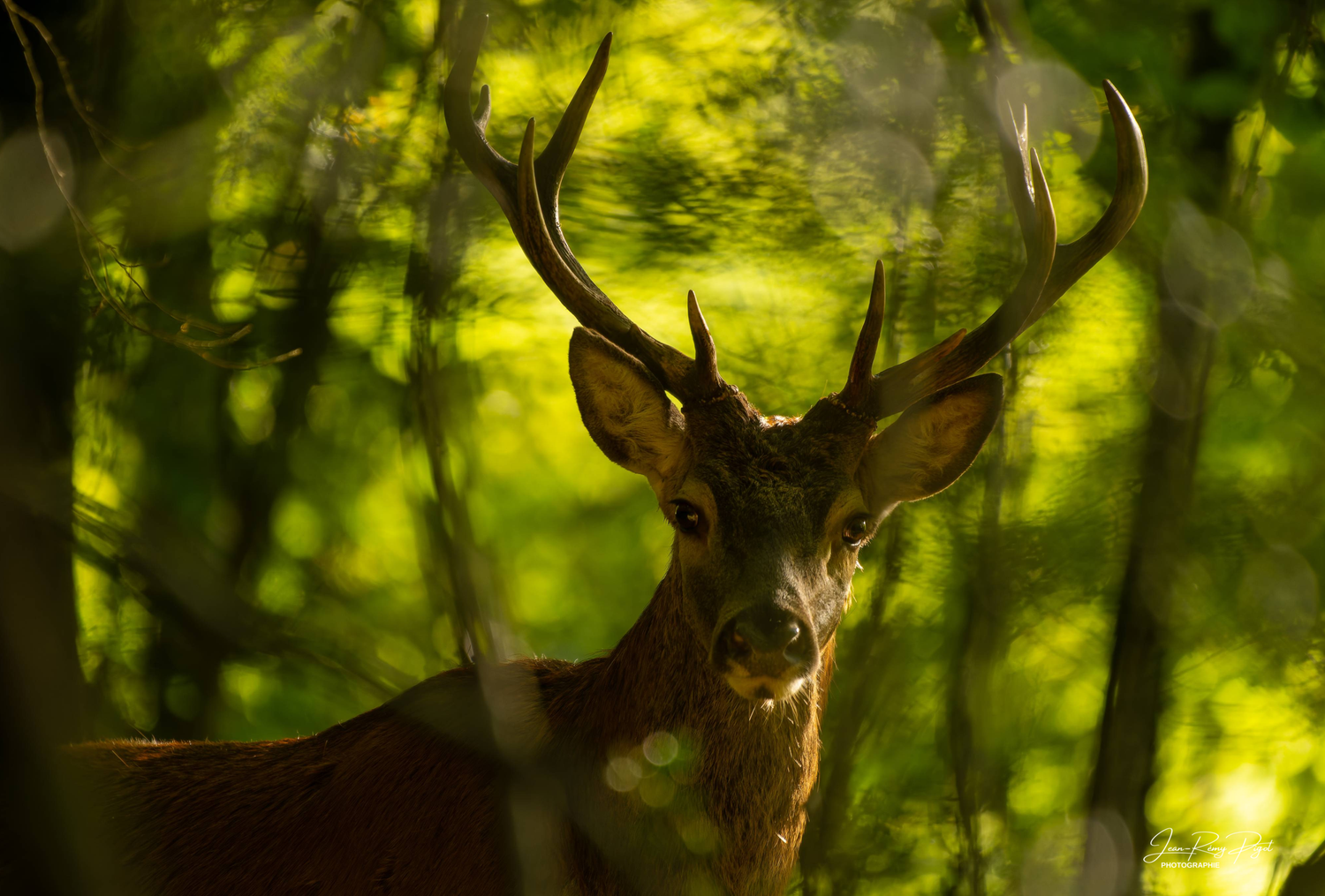 A majestic deer with large antlers stands alert in a sunlit green forest setting.