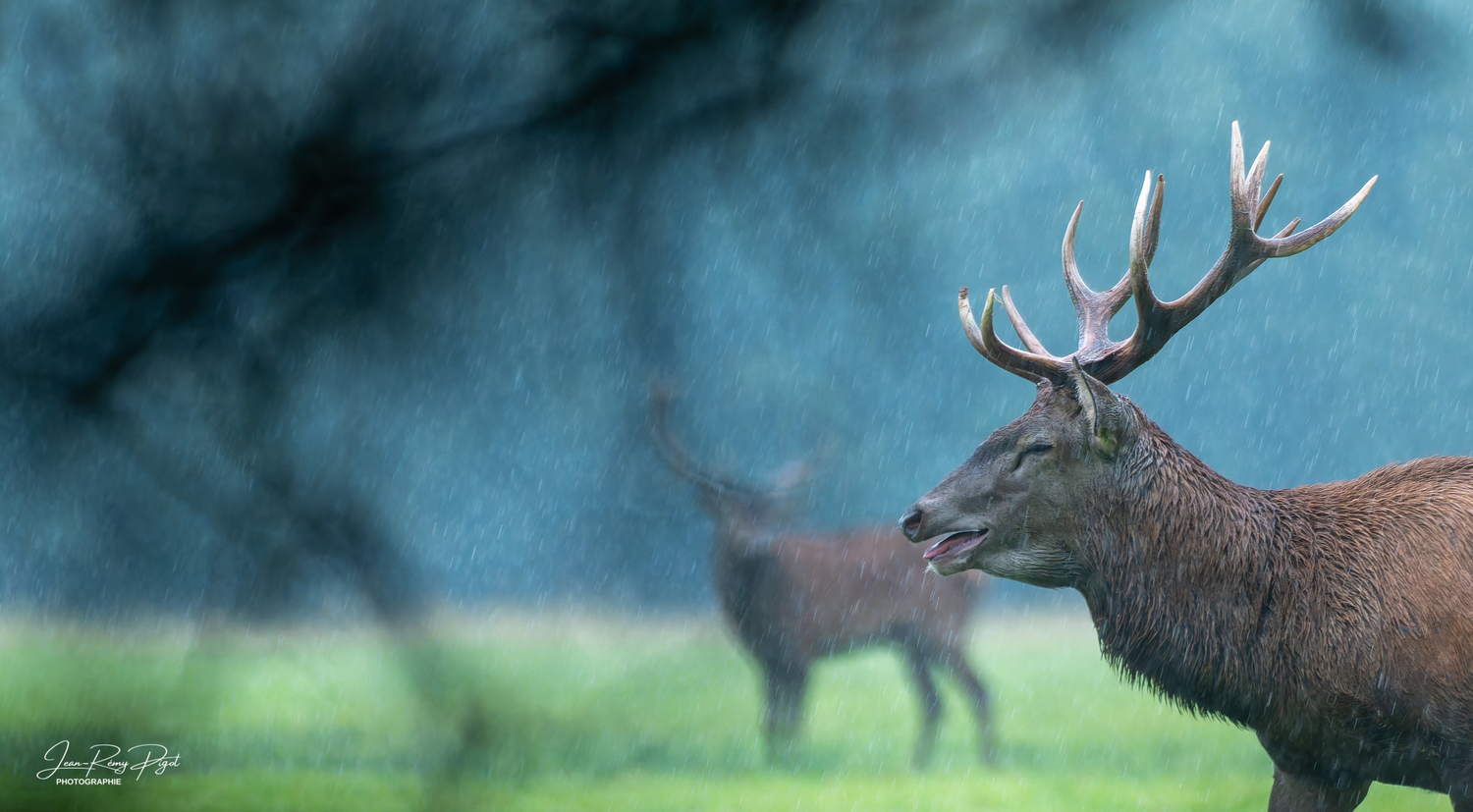 Two red deer stags stand in misty morning light with one displaying majestic antlers against a blue-green background.