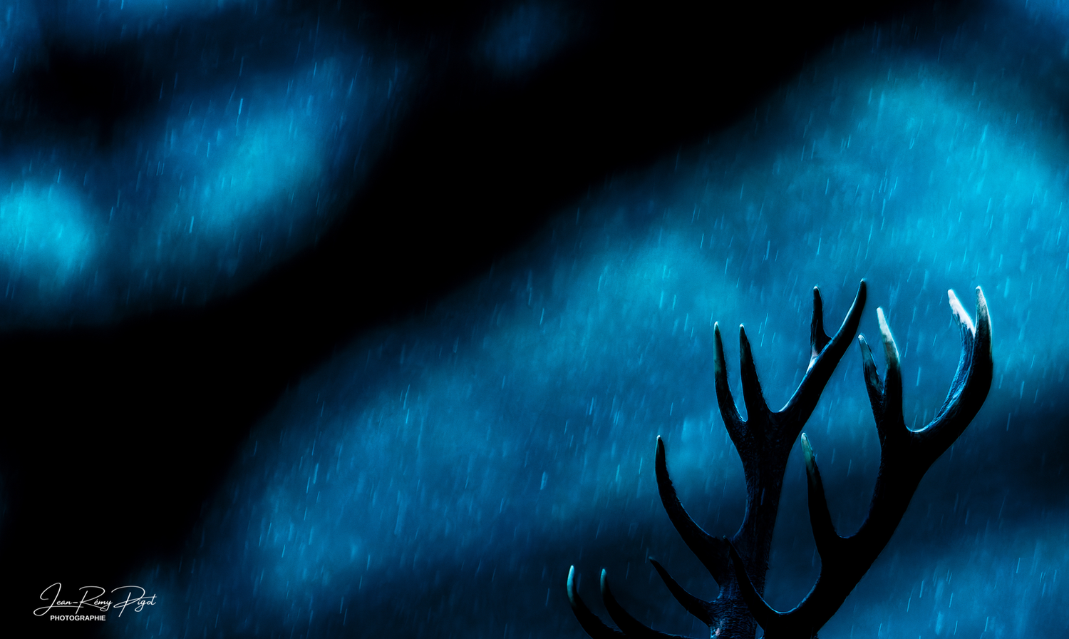 Silhouetted deer antlers against a dark blue night sky create a mystical forest atmosphere.