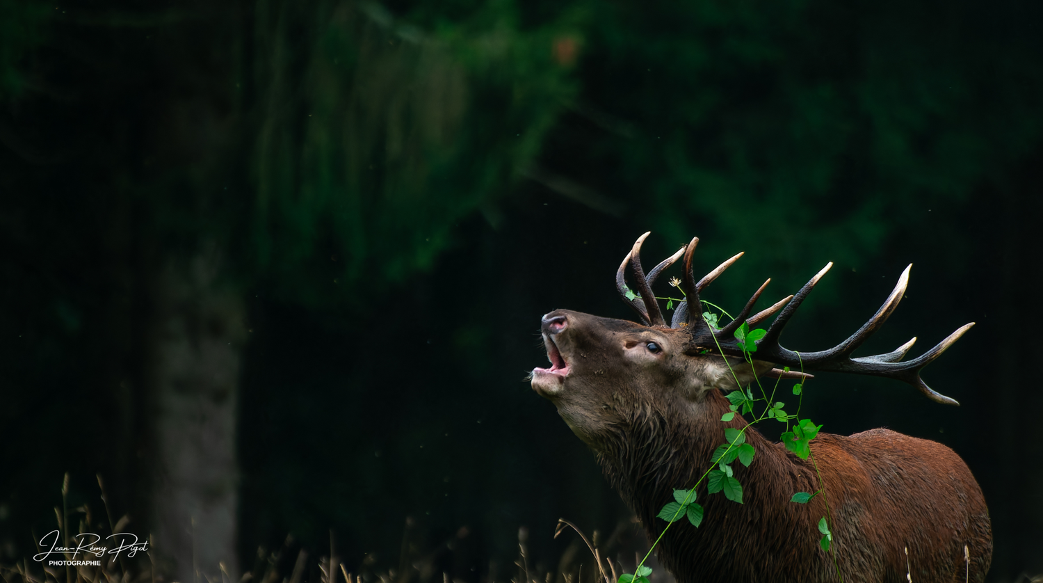 A majestic bull moose with large antlers stands in a dark forest setting.