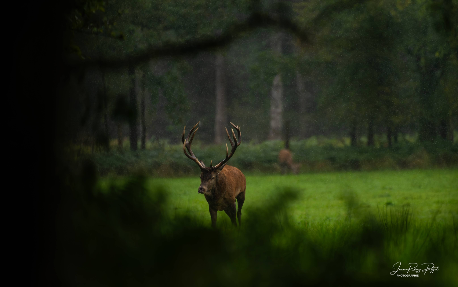 A majestic bull elk with large antlers stands in a misty green forest meadow at dawn.