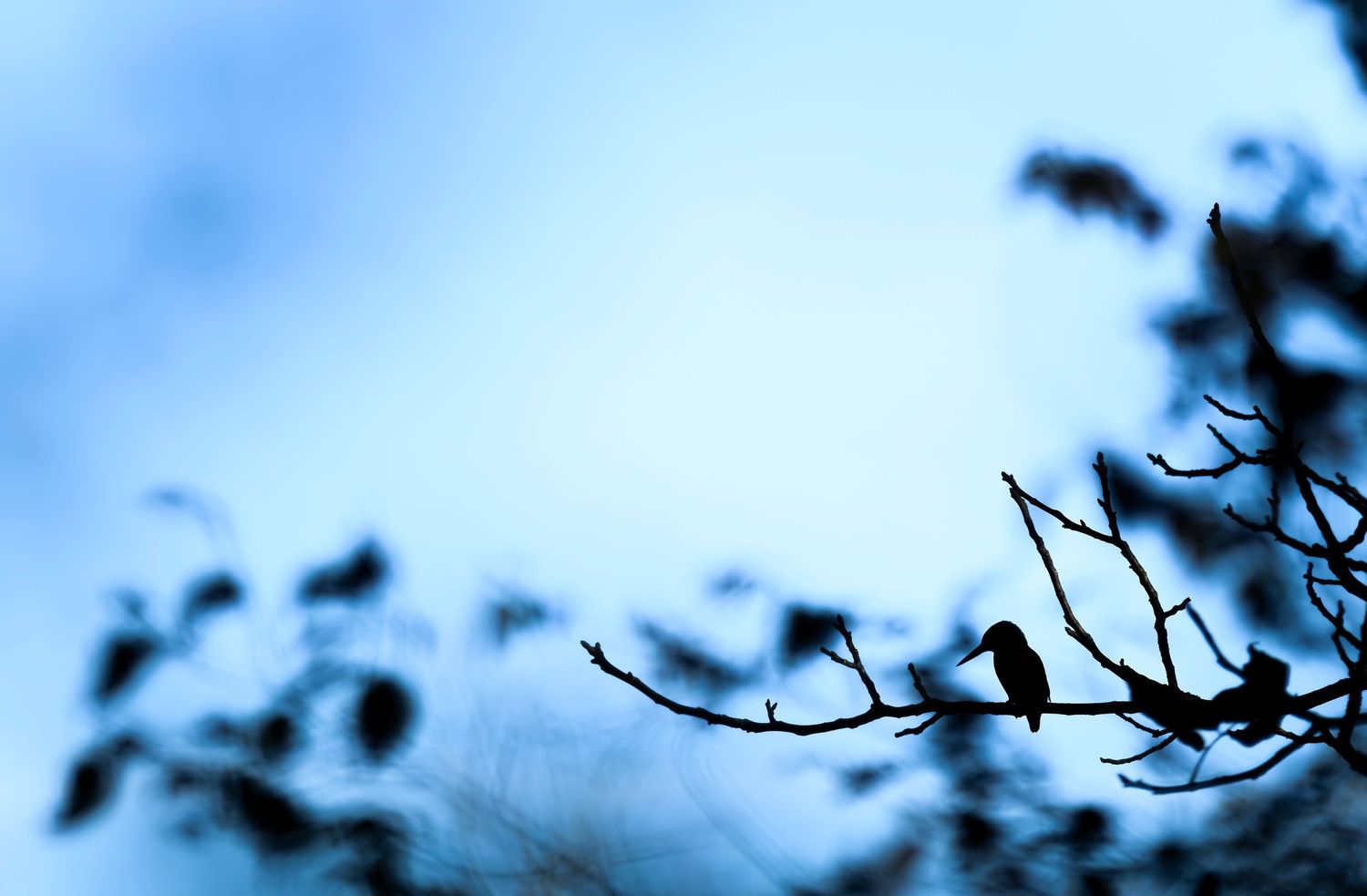 A small bird silhouetted on a bare tree branch against a soft blue sky at dusk.