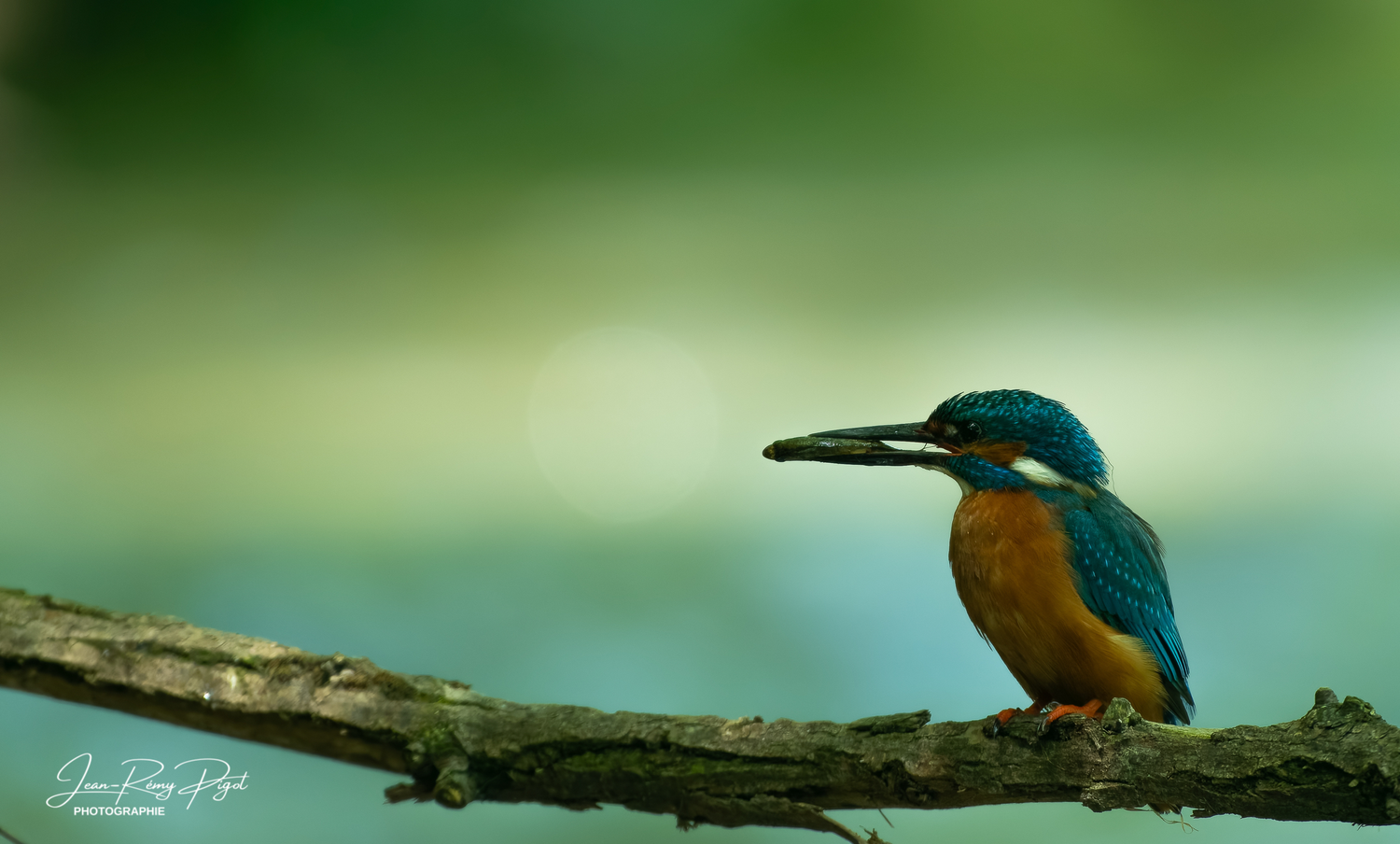 A vibrant kingfisher bird with blue and orange feathers perches on a branch against a soft blurred background.