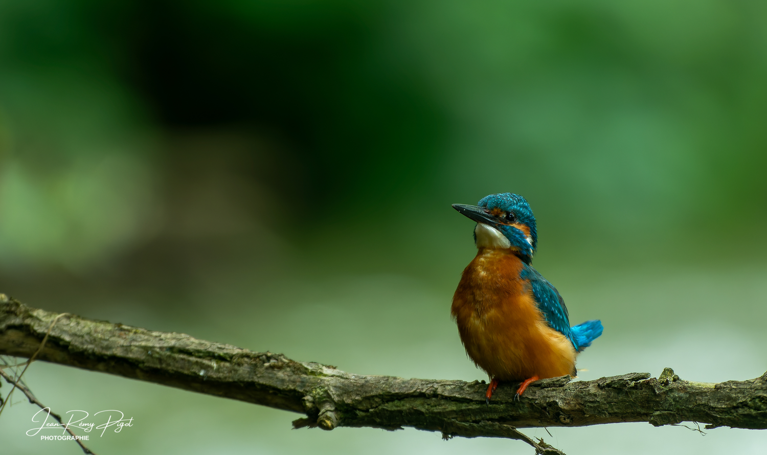 A vibrant kingfisher with blue and orange plumage perches on a branch against a blurred green background.