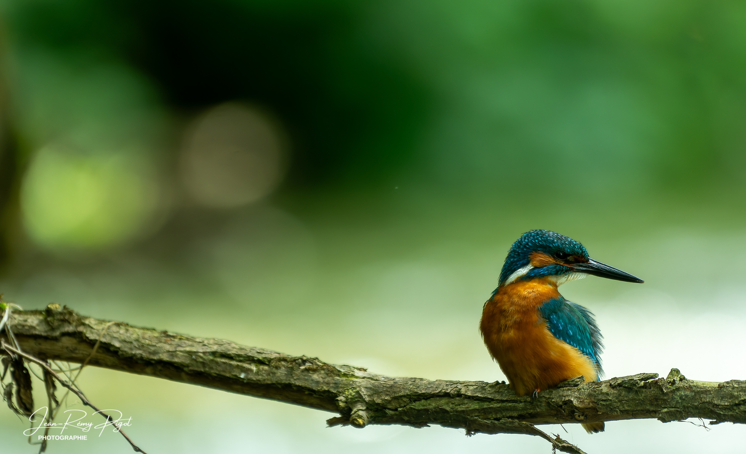 A kingfisher bird perched on a branch with blurred green foliage in the background.