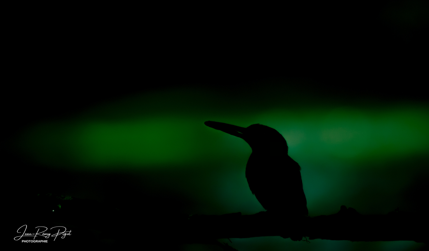 The Northern Lights create a mesmerizing green glow across the dark night sky above a silhouetted treeline.