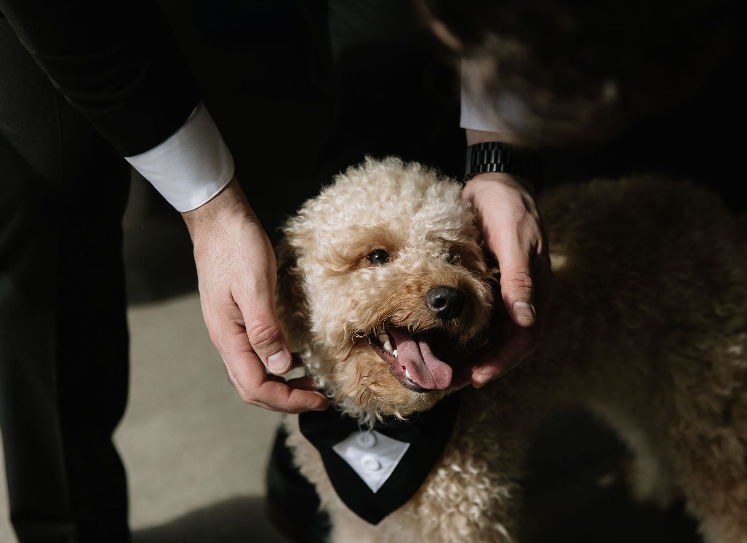 A person adjusts a small dog's white bowtie collar in a formal setting.