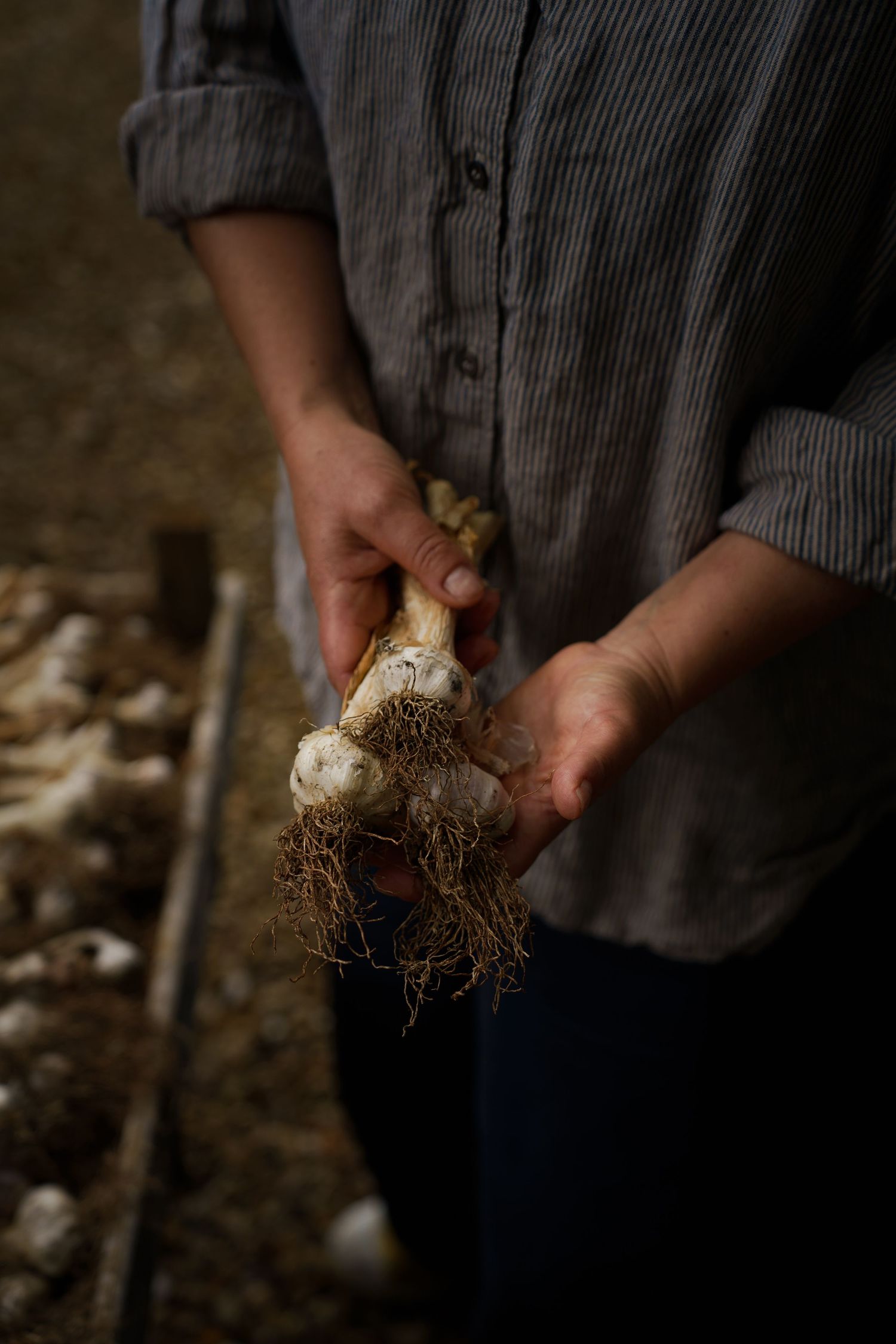 A person in a striped shirt holds a fresh garlic bulb with roots in a rustic barn.