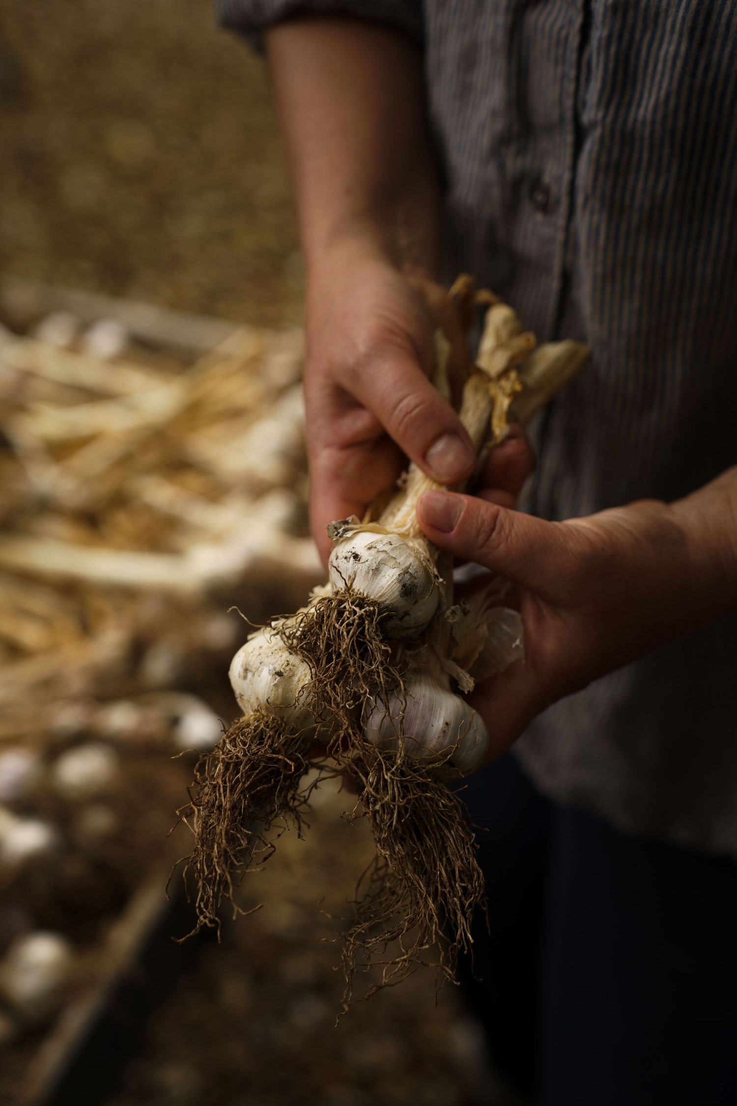 Close-up of hands holding a freshly harvested garlic bulb with dried roots in a barn.