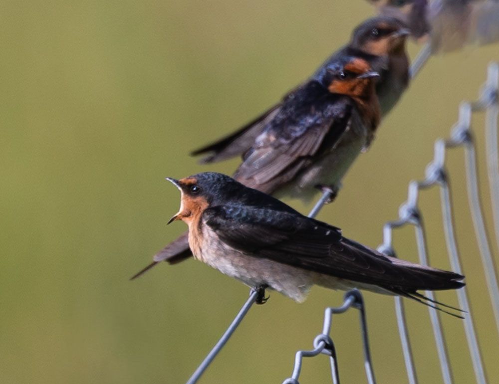 New Zealand ; bird on a fence in light green background