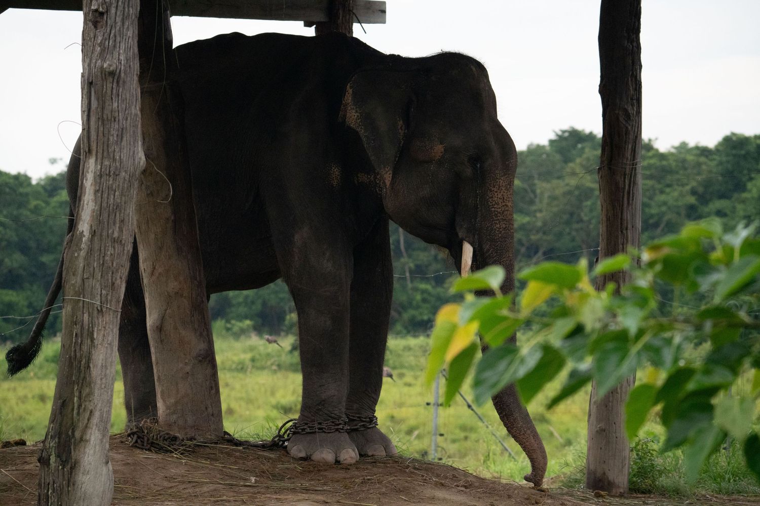 Dark silhouettes of elephants visible through dense vegetation.