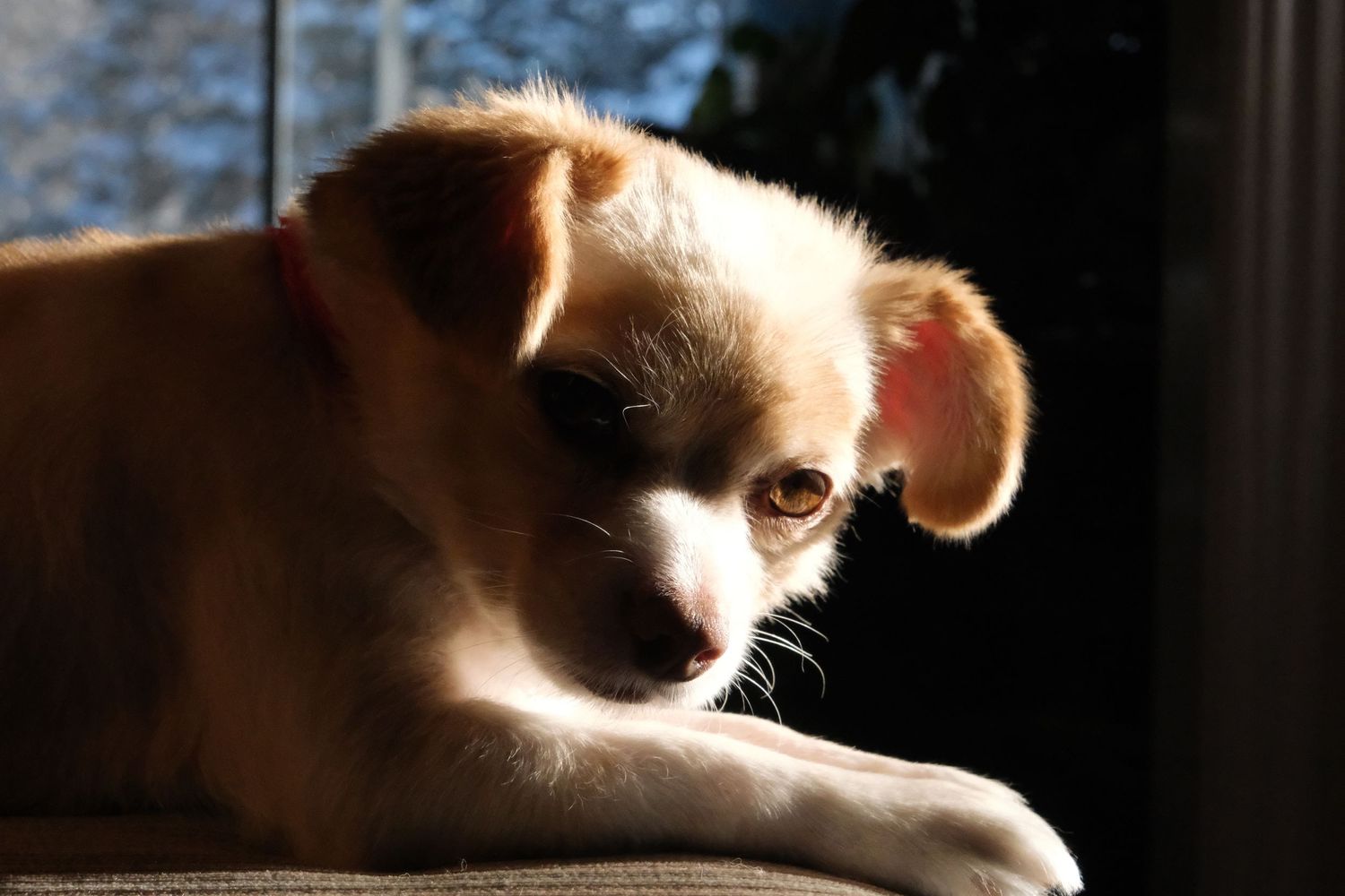 Artistic silhouette shots of a small dog in warm ambient lighting.