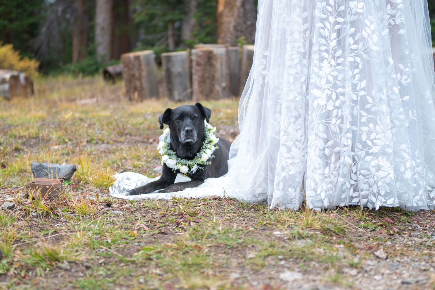 A close up of the bottom of a bride's dress with her black lab dog laying on the train of her dress. The dog has a white floral collar on.