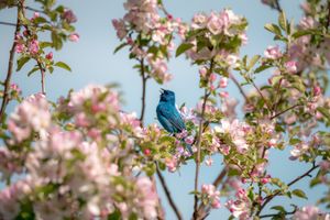 Blues and Blossoms