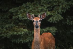 Velvet Spring Buck
