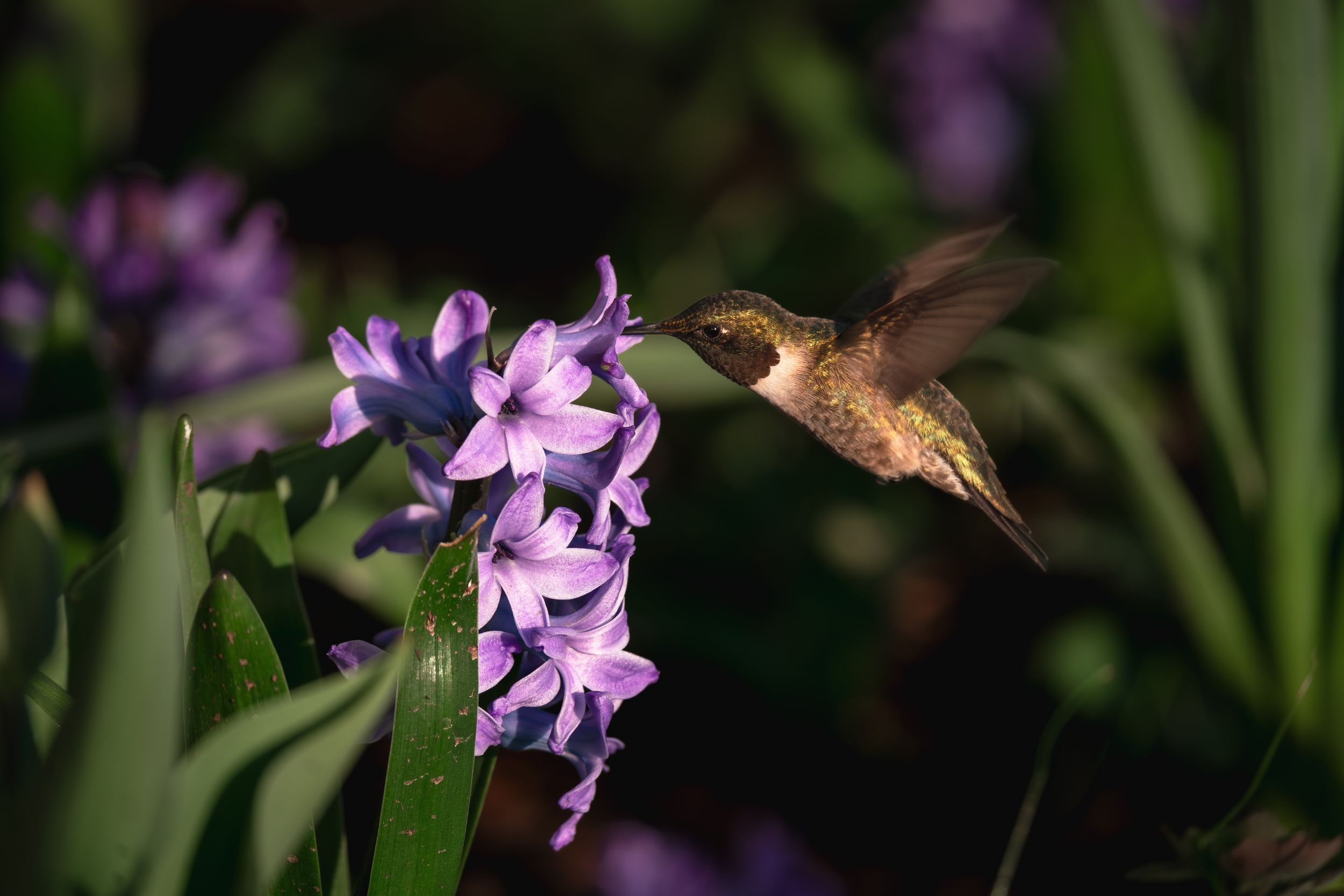 Humming Bird and Hyacinths