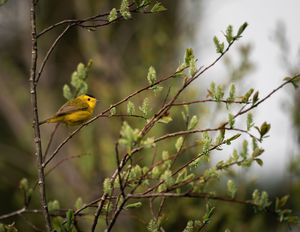 Nice hat Wilson's Warbler