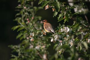 Cedar Waxwing in Apple Blossom