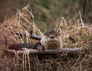Sleepy Otter