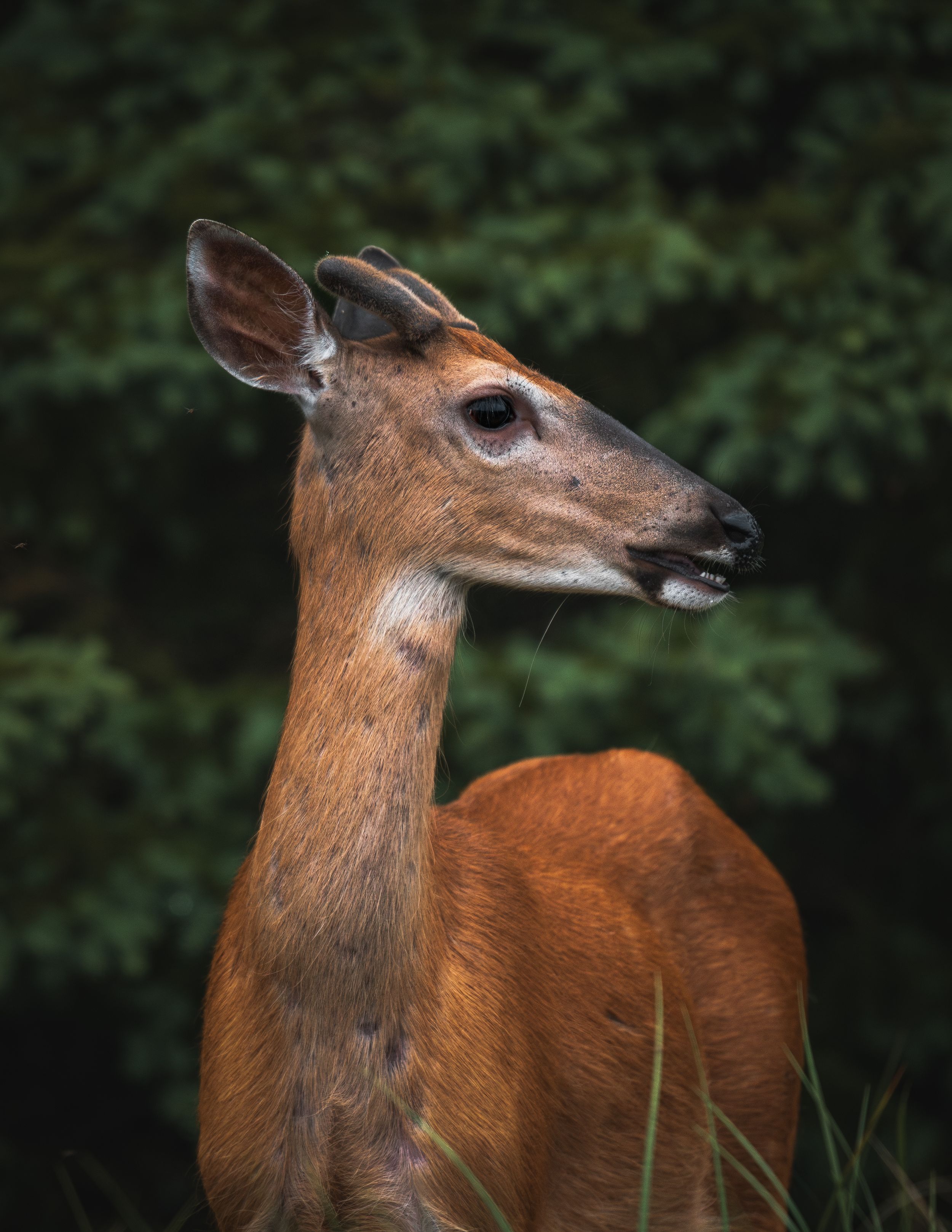 Amused Velvet Spring Buck