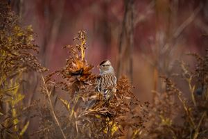 Autumn Sparrow