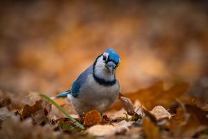 Curious Blue Jay