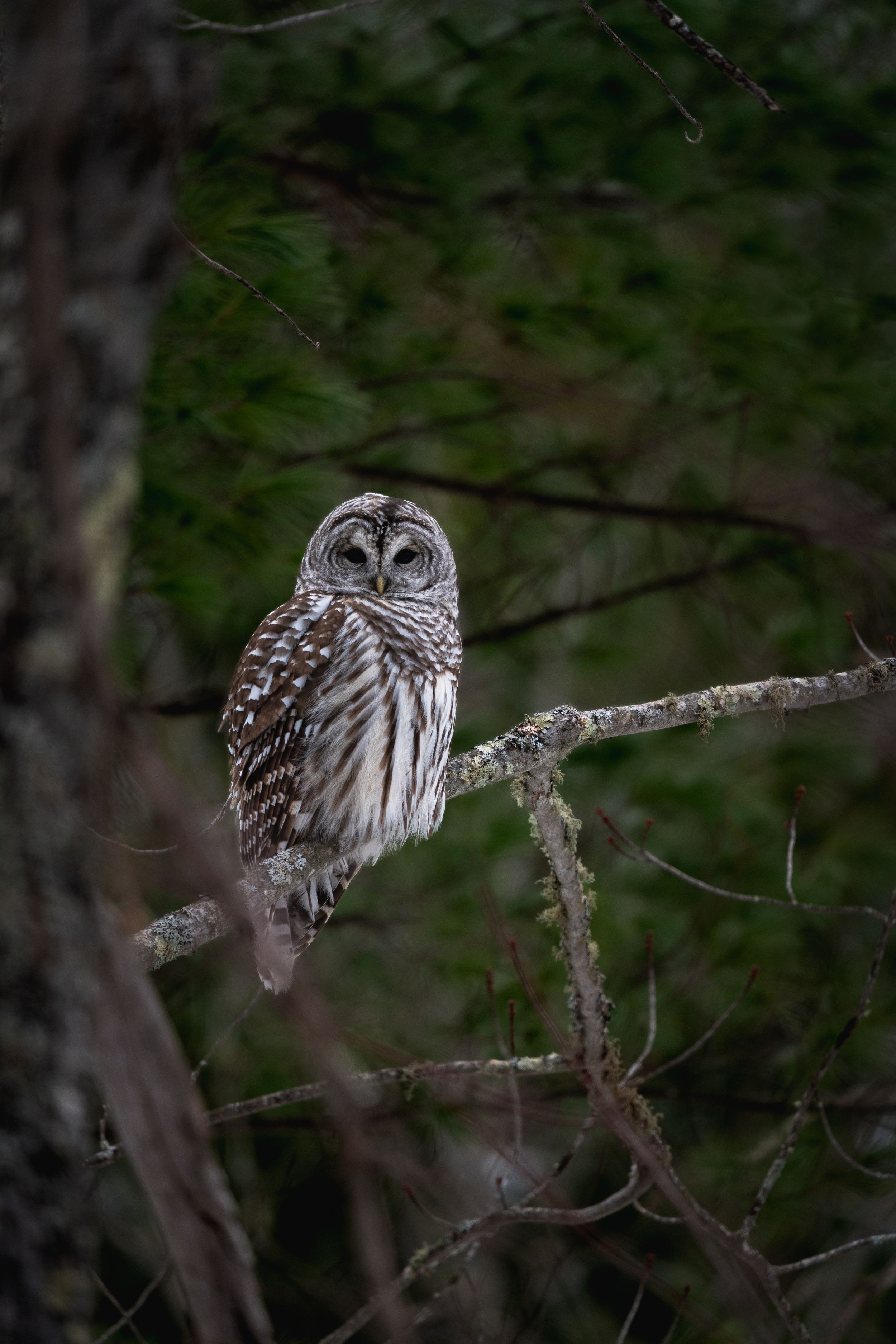 Barred Owl