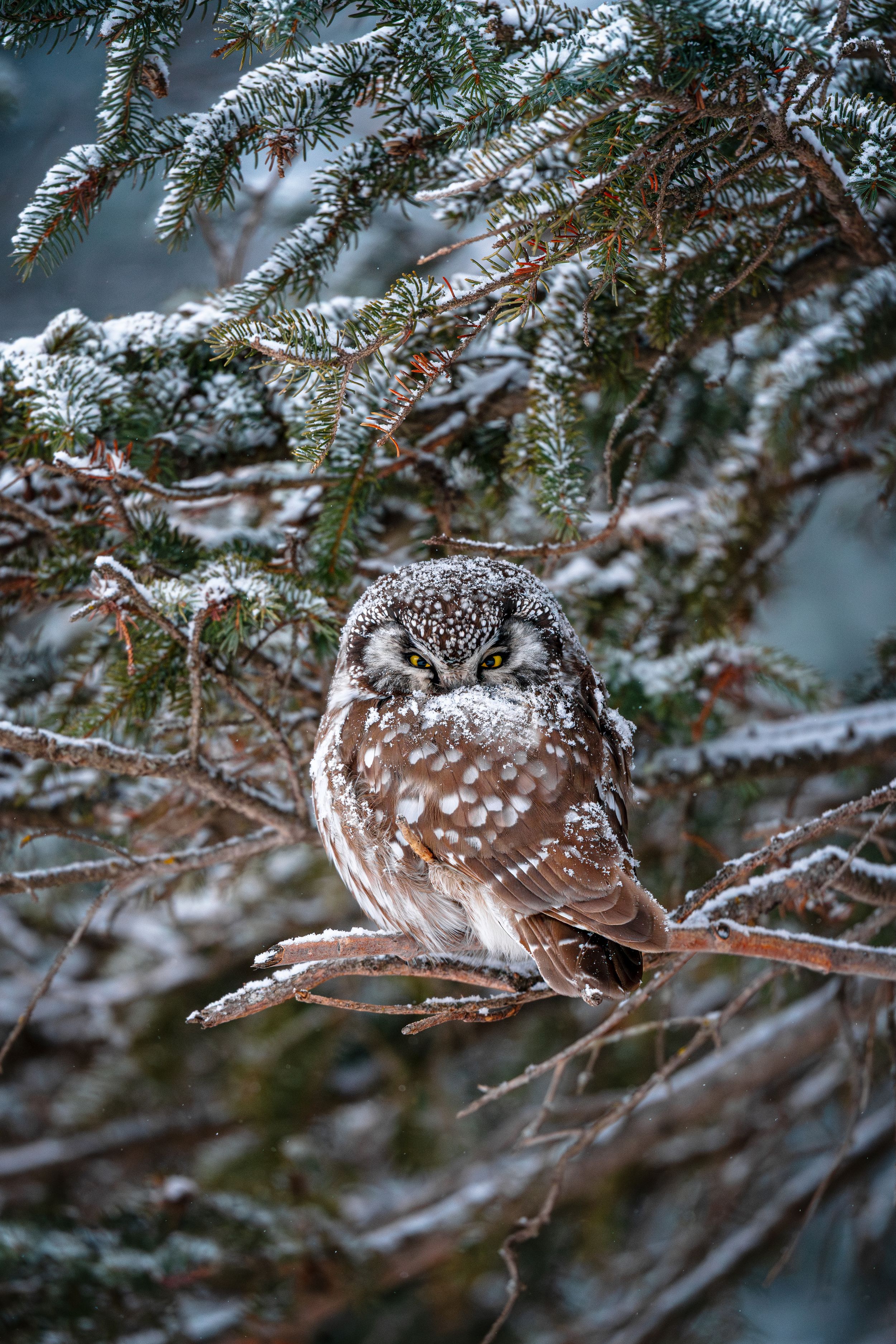 Boreal Owl