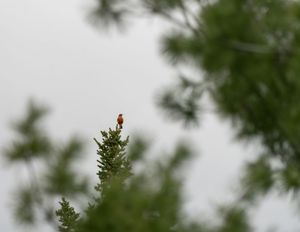 Spring Tree Topper